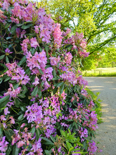 Castle Park Blauwhuis Izegem (Belgium)